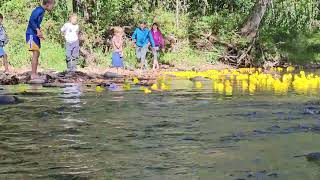 2024 Valle Crucis Duck Race 2 [upl. by Akcemat]