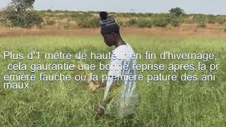 Le panicum une excellente culture fourragère au Mali [upl. by Nylanna552]