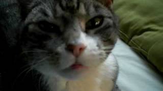 Niesende Katze  Sneezing Cat [upl. by Rebmeced551]