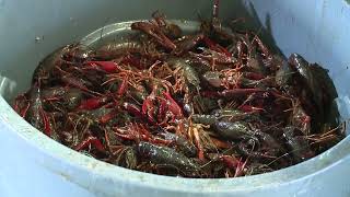 Crawfish prices down for Mothers Day [upl. by Eedebez]