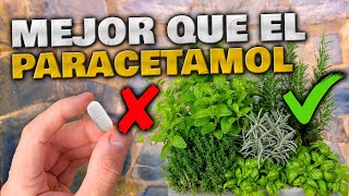 PLANTAS MÁS POTENTES que el PARACETAMOL  Alternativa Natural  Cómo usarlas y Cultivarlas en Jardin [upl. by Mashe861]