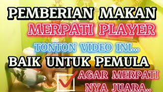 CARA MEMBERI MAKAN MERPATI YANG BAIK  NTUK PEMULA AGAR MERPATINYA JUARA [upl. by Jaye428]