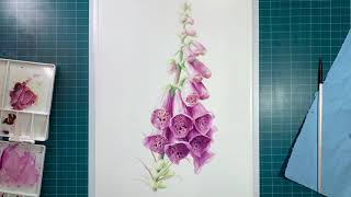 Week 2 of Painting Flora Foxgloves [upl. by Pestana]