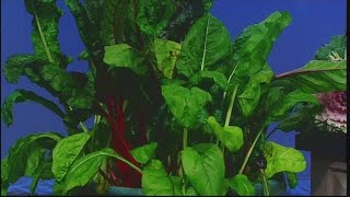 Ornamental cabbage amp Kale and winter gardening [upl. by Carolan]