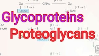 Glycoproteins Proteoglycans Biochemistry [upl. by Lizette97]