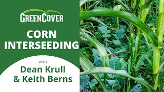 Corn Interseeding with Dean Krull amp Keith Berns [upl. by Job]