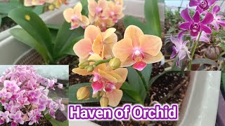 orchid haven।orchid special vedio। beautiful orchid collection। flowers [upl. by Eiznyl]