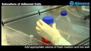 Subculture of Adherent Cells [upl. by Ennaeel]