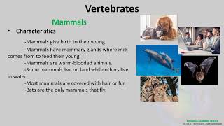 Invertebrates and vertebrates [upl. by Derfla]