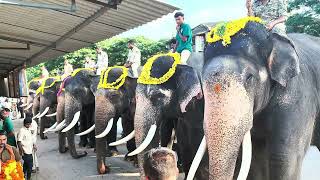 mysore dasara Elephants [upl. by Oirramaj]