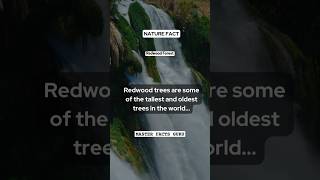 Redwood Trees  Oldest amp tallest trees in world  Nature Fact nature facts mfg mfguru shorts [upl. by Suollecram949]