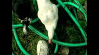 muscovy ducklings 1112 weeks old [upl. by Sayers]