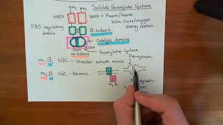 Soluble Guanylate Cyclase Part 2 [upl. by Eitten]