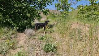 salukis in Baadpasalukikennel in Iran 🇮🇷 [upl. by Loomis]