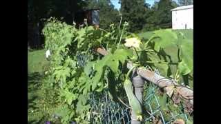 Luffa Plants in August 6 of 8 [upl. by Asilak]