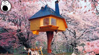 The Coolest Treehouses In The World [upl. by Xad]