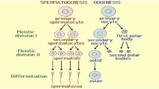 Oogenesis and Spermatogenesis Formation in Animal Cell [upl. by Oiragelo880]