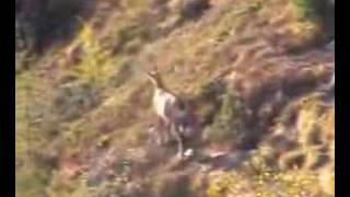 chamois de chaillol N°10mountain hunting french [upl. by Tearle]