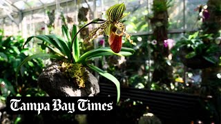 See inside the Orchid Show 2023 at Marie Selby Botanical Gardens in Sarasota [upl. by Areikahs]