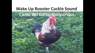 🐓 Wake Up Rooster Cackle Sound Animals Talk  Canto del Gallo Quiquiriquí Despertador Natural [upl. by Danzig]