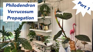 How to propagate a Philodendron Verrucosum  Philodendron Verrucosum care [upl. by Herculie]