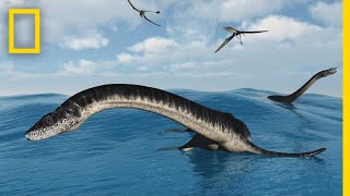 Plesiosaurs 101  National Geographic [upl. by Nosned]