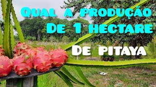 QUAL A PRODUTIVIDADE DA PITAYA [upl. by Oinotla293]