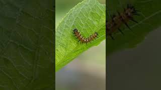 Gulf Fritillary Caterpillars or passion butterfly on Passion vineMaypop [upl. by Kcirdet499]