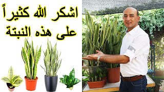 أفضل نبتة منقية و ملطفة للجو نبات جلد النمر Sansevieria Plant Care and Propagation [upl. by Acinoreb489]