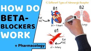 How do Beta Blockers Work  Pharmacology [upl. by Launce563]