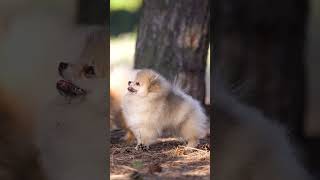 Pomeranian  Pomeranian puppy cream color pomeranian pom pomeranianpuppy poms [upl. by Martz]