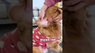 Dog ears need regular care for dogs Ear mites Ear cleaning solution Dog care Cute pets [upl. by Bernetta821]