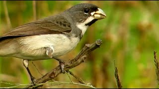 PAPA CAPIM Sporophila caerulescens COLEIRINHO ave se alimentando pela manhã livre na natureza [upl. by Nahtanhoj]