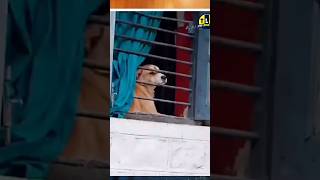 ഈ കാത്തിരിപ്പ് 😥petncare dogloverdog streetdog viralvideo [upl. by Hedy]