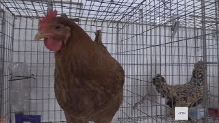 Poultry Shows at Scotts Bluff County Fair 2024 [upl. by Acihsay]