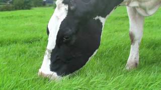 13 yearold cow grazing grass [upl. by Nireil586]