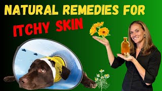 How to Heal Your Pet’s Itchy Skin Through Natural Remedies amp Pet Gut Health  Holistic Vet Advice [upl. by Charo]