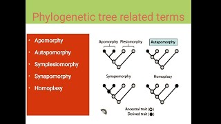 Apomorphy  Autapomorphy  Symplesiomorphy  Homoplasy [upl. by Sergeant274]