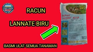 Review insektisida lannate biru 40 SP  racun ulat metomil [upl. by Charin]