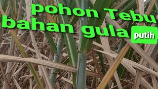 Pohon Tebu untuk bahan gula putih tebu [upl. by Naresh]