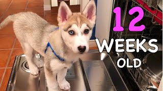 Puppy Growing Up 3 Month Old Husky Puppy TIMELAPSE ❤️ [upl. by Endaira]