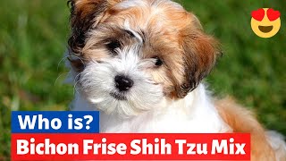 Bichon Frise Shih Tzu Mix Shichon  Should you get this Cross Breed Shichon Facts Size and Info [upl. by Norrehc]