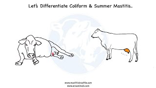 How to differentiate Coliform Mastitis with Summer Mastitis  Mastitis in Cattle [upl. by Bodnar455]