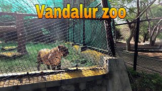 பசியில் இருக்கும் சிறுத்தை👉Vandalur zoo tamil vlog part 02 [upl. by Viking]