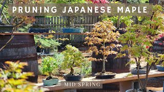 Pruning Japanese Maple and Trident Maple Bonsai in Mid Spring [upl. by Ellecram602]