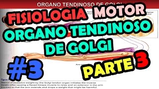 Video de Fisiologia Sistema motor  Organo tendinoso de golgi  Reflejo Flexor y retirada [upl. by Haerle347]