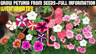 How To Grow Petunia From Seeds With Full Updates [upl. by Nnylassej]