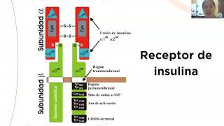 Mecanismos de receptores acoplados a enzimas INSULINA [upl. by June]