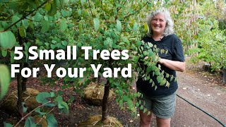 Small Trees For Your Yard That Provide Shade [upl. by Annahavas]