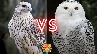 Gyrfalcon VS Snowy Owl Who Will Win The Fight [upl. by Purdum]